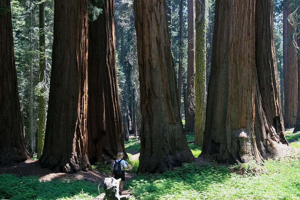 07-02 - 18.JPG - Sequoia National Park, CA